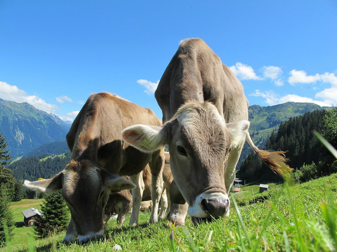 animal nutritionist animal nutritionist